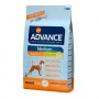 Advance Medium Adult