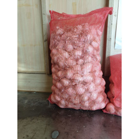 CEBOLLA DE CALÇOTS SACO 25 KG Cebolla blanca para calçots (Saco 25 kilos)