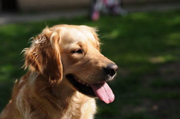 golden-retriever-933029_640