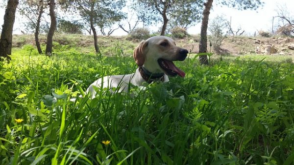 perros natura diet