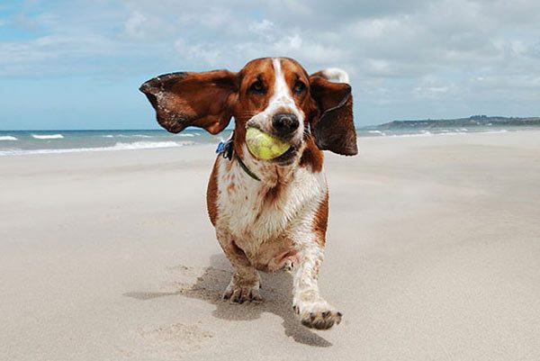 Perros en verano