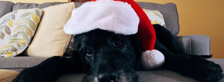 Perro En Navidad