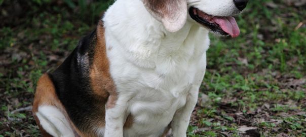  Cinco consejos para mantener a tu perro en su peso ideal