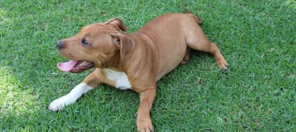  ¿Qué necesita un perro para llevar una vida sana y feliz?