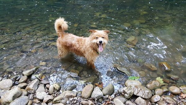 perro feliz 4