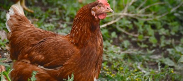  Ponederos para gallinas, jaulas para gallinas: La importancia de los materiales y la construcción