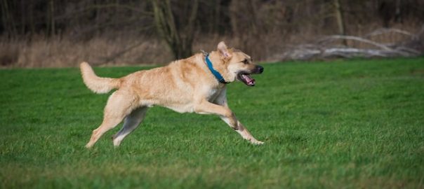  ¿En qué debemos fijarnos a la hora de comprar el pienso de nuestro perro?