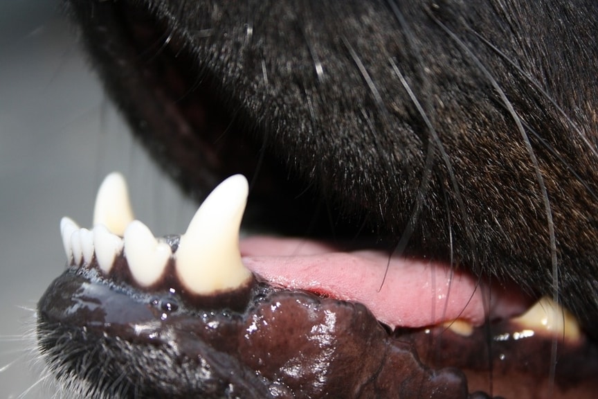 Dientes perro Limpiador Dental