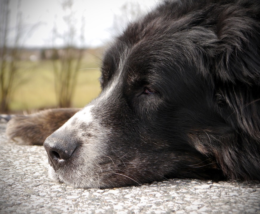 Perro de Edad Avanzada