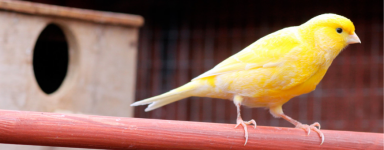 Pájaros