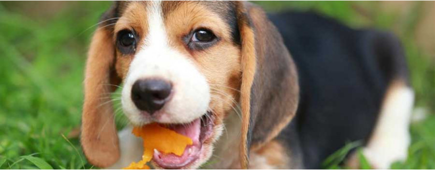 Tienda Online para Perros - Gran variedad de productos para canes