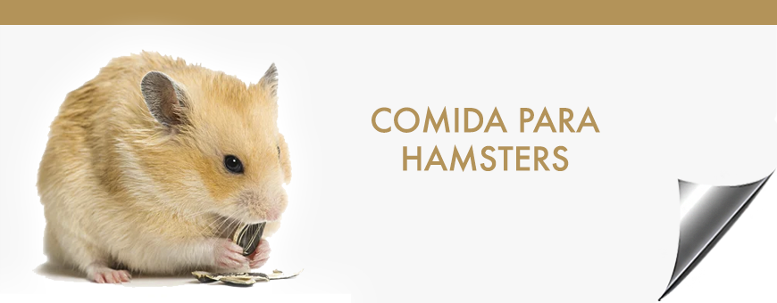 Comida para Hamsters | alimentos hamsters | Hamsters roedores