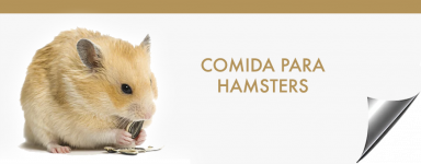 Comida para Hamsters | alimentos hamsters | Hamsters roedores