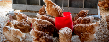 Avicultura - Todo tipo de accesorios para gallinas y pollos de corral